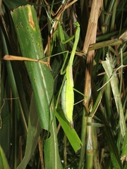 Phasmomantis