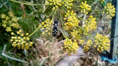 Austroscaeva melanostoma