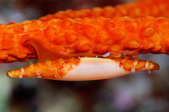 Aclyvolva lanceolata