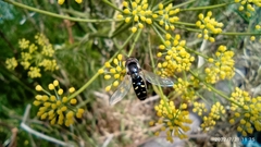 Austroscaeva melanostoma