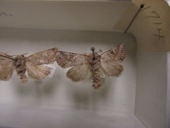 Lacinipolia lustralis