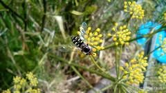 Austroscaeva melanostoma