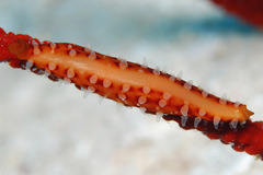 Aclyvolva lanceolata