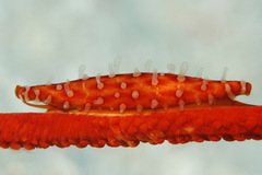 Aclyvolva lanceolata