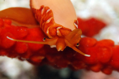 Aclyvolva lanceolata