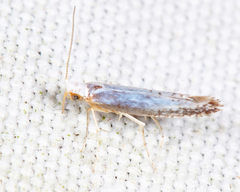 Argyresthia subreticulata