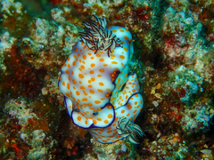 Hypselodoris pulchella