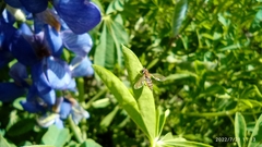 Toxomerus ecuadoreus