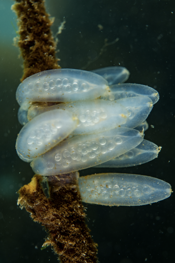 Patagonian Squid from Valdivia, CL-LR, CL on February 16, 2019 at 11:58 ...