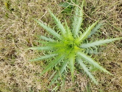 Eryngium serra