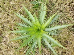 Eryngium serra
