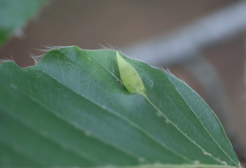 Beech Gall Midge, Hoenderloo, Nederland, photo 9 of 10