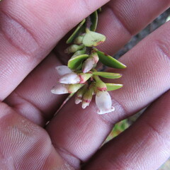 Disterigma alaternoides