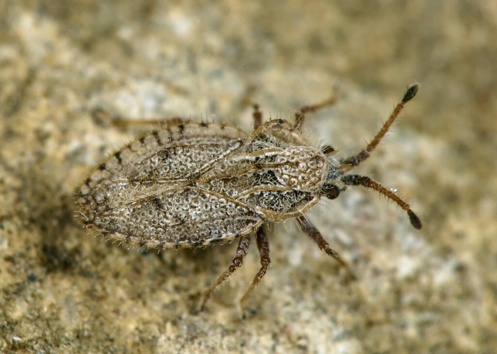 Lasiacantha capucina