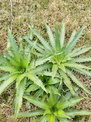 Eryngium serra