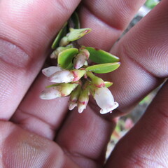 Disterigma alaternoides