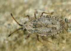 Lasiacantha capucina