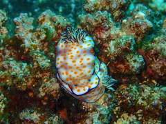 Hypselodoris pulchella
