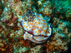 Hypselodoris pulchella