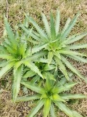 Eryngium serra
