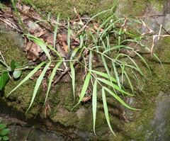 Lathyrus vernus gracilis