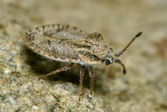 Lasiacantha capucina