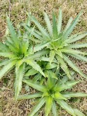 Eryngium serra