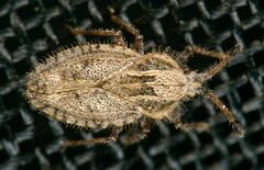Lasiacantha capucina