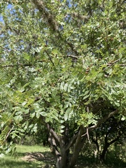 Bursera bipinnata