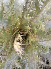 Eryngium serra