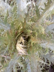 Eryngium serra