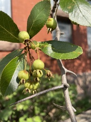 Crataegus crus-galli