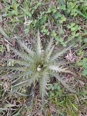 Eryngium serra