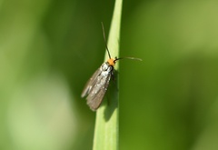 Cauchas rufifrontella