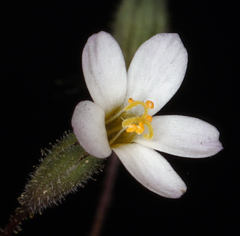 Leptosiphon bolanderi