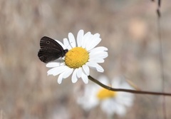 Cercyonis oetus