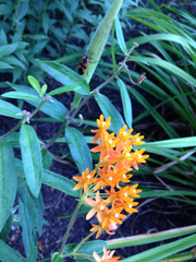 Asclepias tuberosa