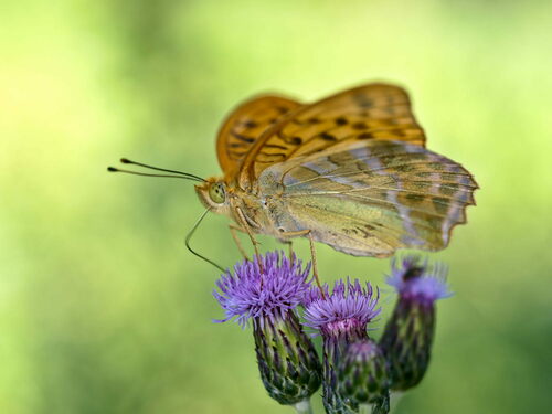 Silver-washed fritillary