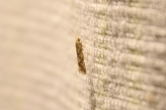 Brachmia blandella
