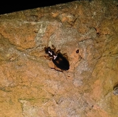 Dromiusina
