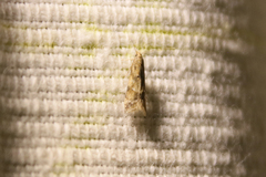 Brachmia blandella