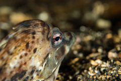 Congiopodus peruvianus