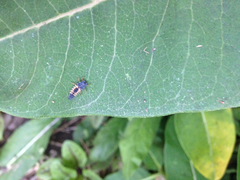 Harmonia axyridis