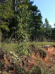 Helianthus resinosus