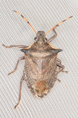 Picromerus nigridens