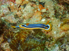 Chromodoris quadricolor