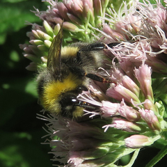 Bombus lucorum