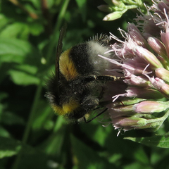 Bombus lucorum