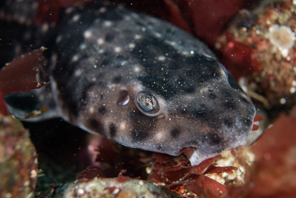 Chilean Catshark