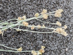 Helichrysum luteoalbum